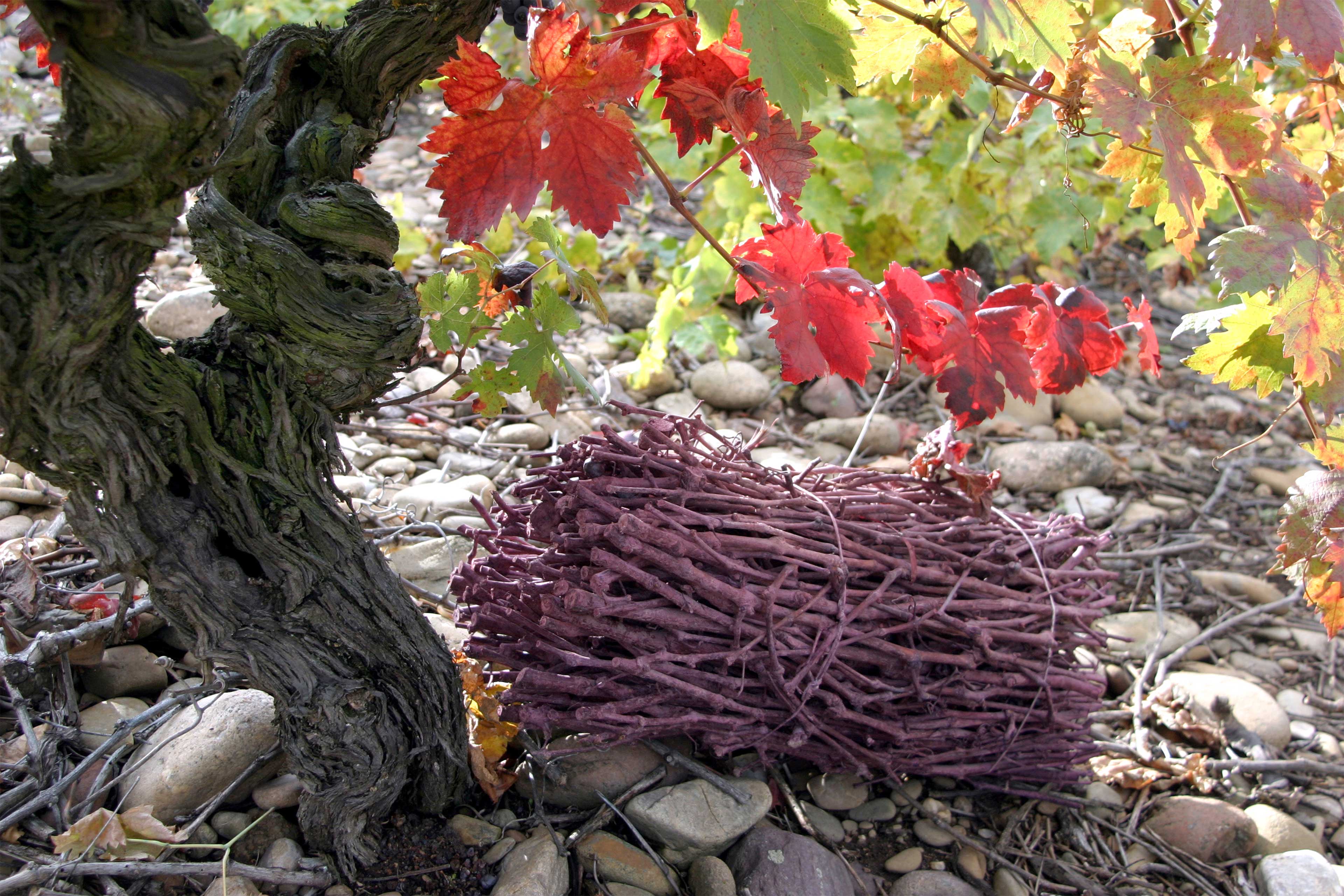 Activiteiten in La Rioja